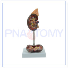 PNT-0561 Hot sale Human Kidney with Adrenal Gland for hospital